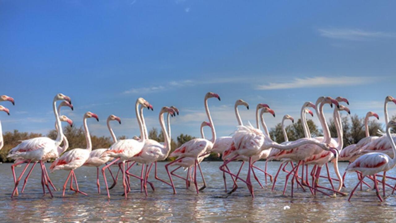 Marina Aigues-Mortes **** Luaran gambar